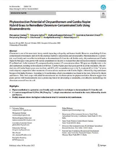 2023 Phytoextraction Potential of Chrysanthemum and Cumbu Napier